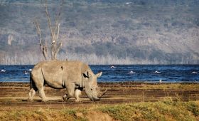 Endangered Southern White Rhino walking along Lake Nakuru with flamingoes in distance Mass Image Compressor Compressed this image. https://sourceforge.net/projects/icompress/ with Quality:80